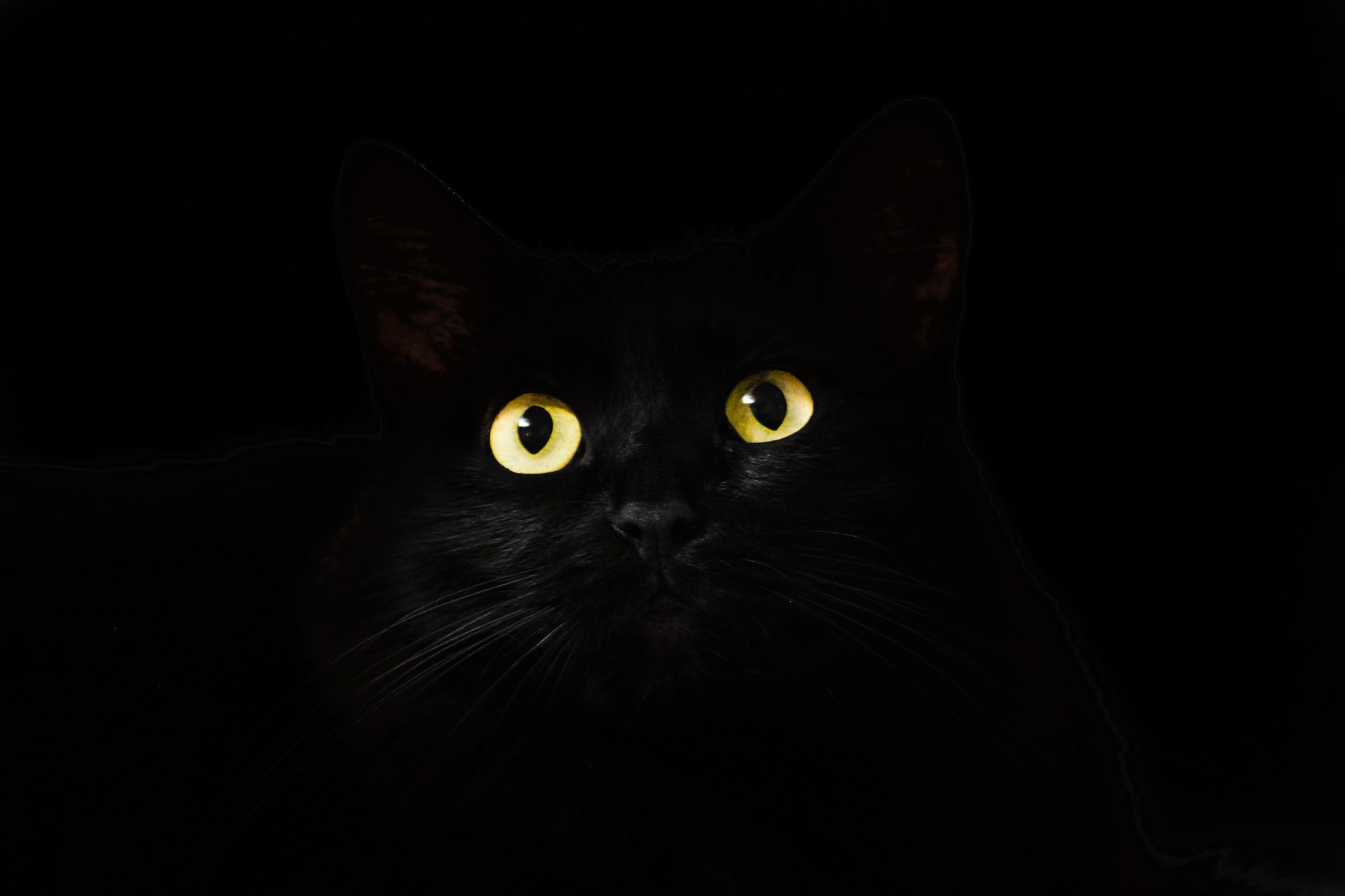 Black cat yellow eyes